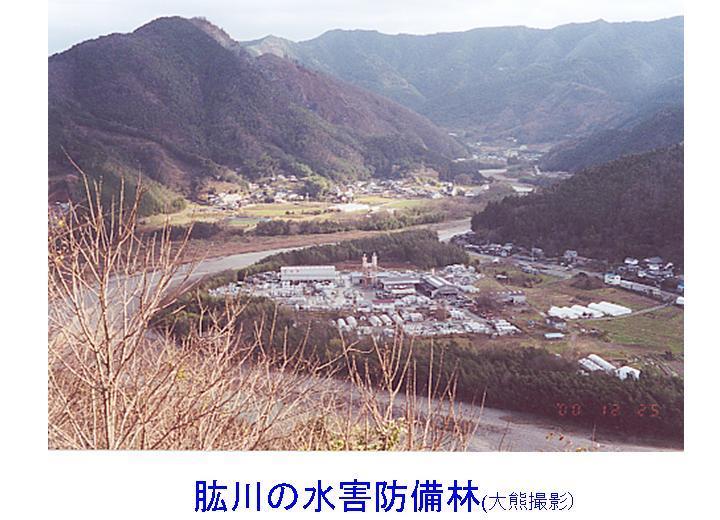 肱川の水害防備林